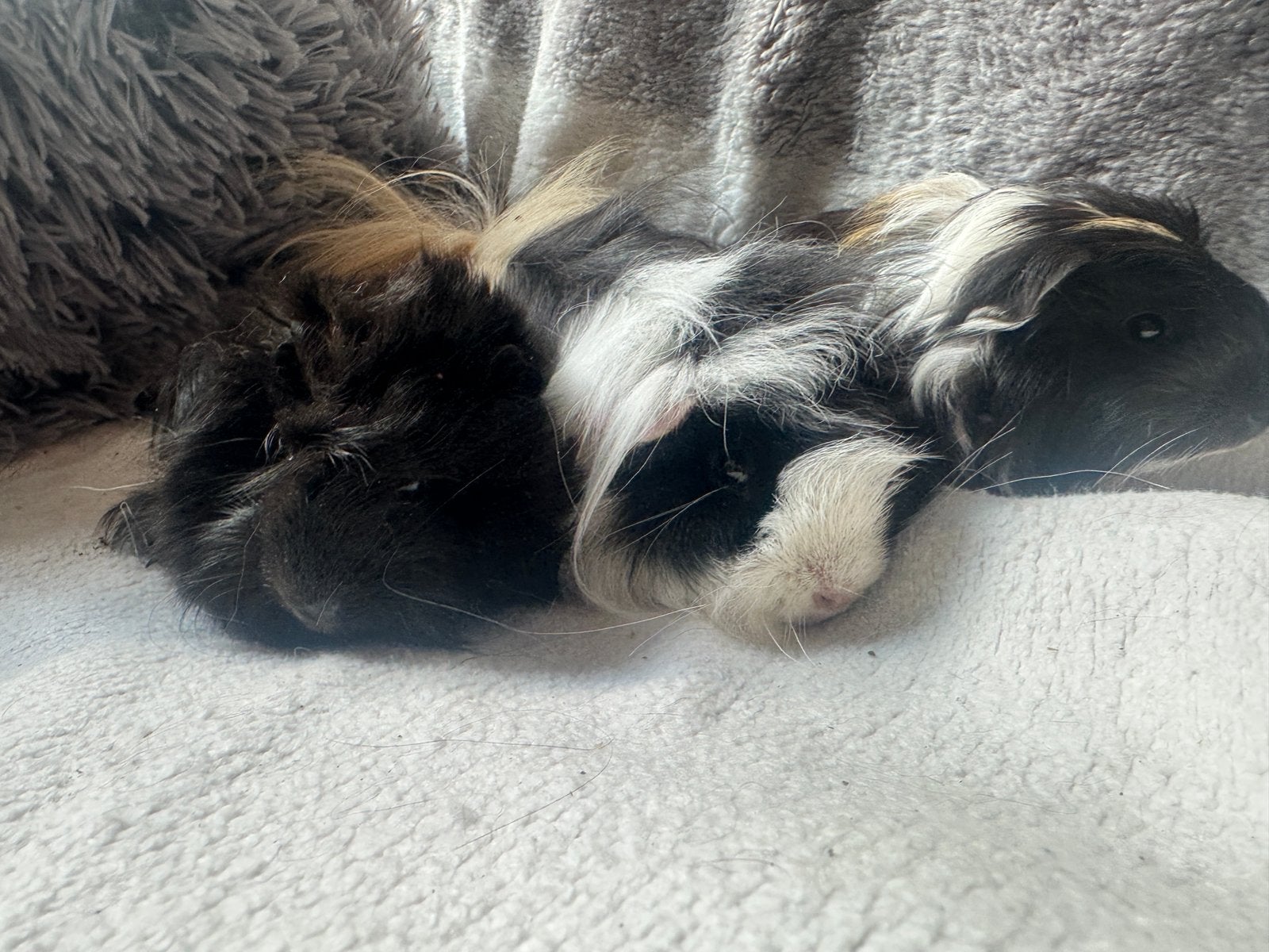 Jonge langharige cavia s Beertjes en zeugjes, Dieren en Toebehoren, Knaagdieren, April, Meerdere dieren, Cavia