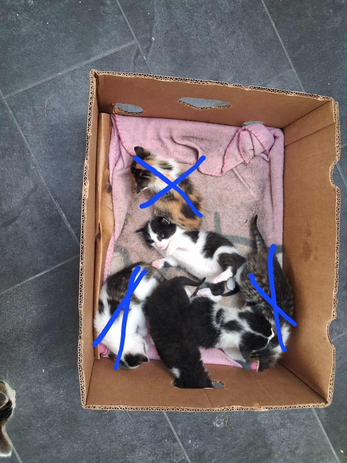 11 boerderij kittens., Meerdere dieren, Kortharig, 0 tot 2 jaar