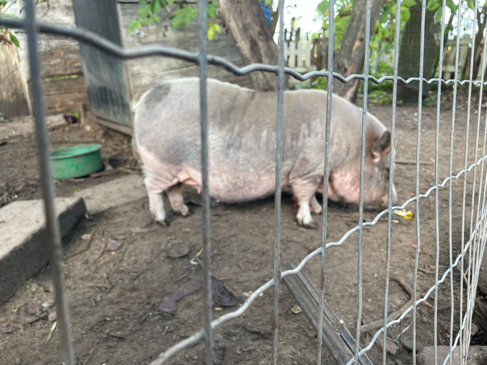 Mini-Göttinger zeugje., Dieren en Toebehoren