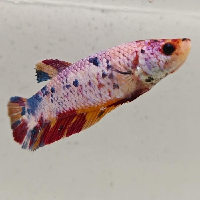 Betta splendens vrouw 81, Dieren en Toebehoren, Vis