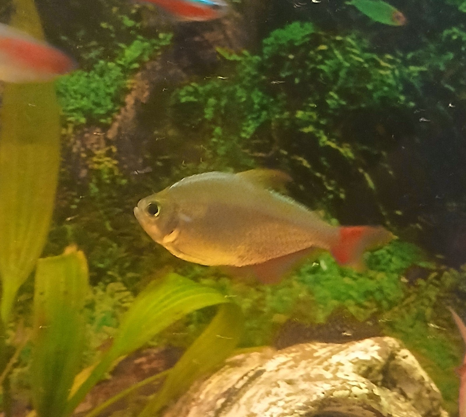 colombia tetra, Vis