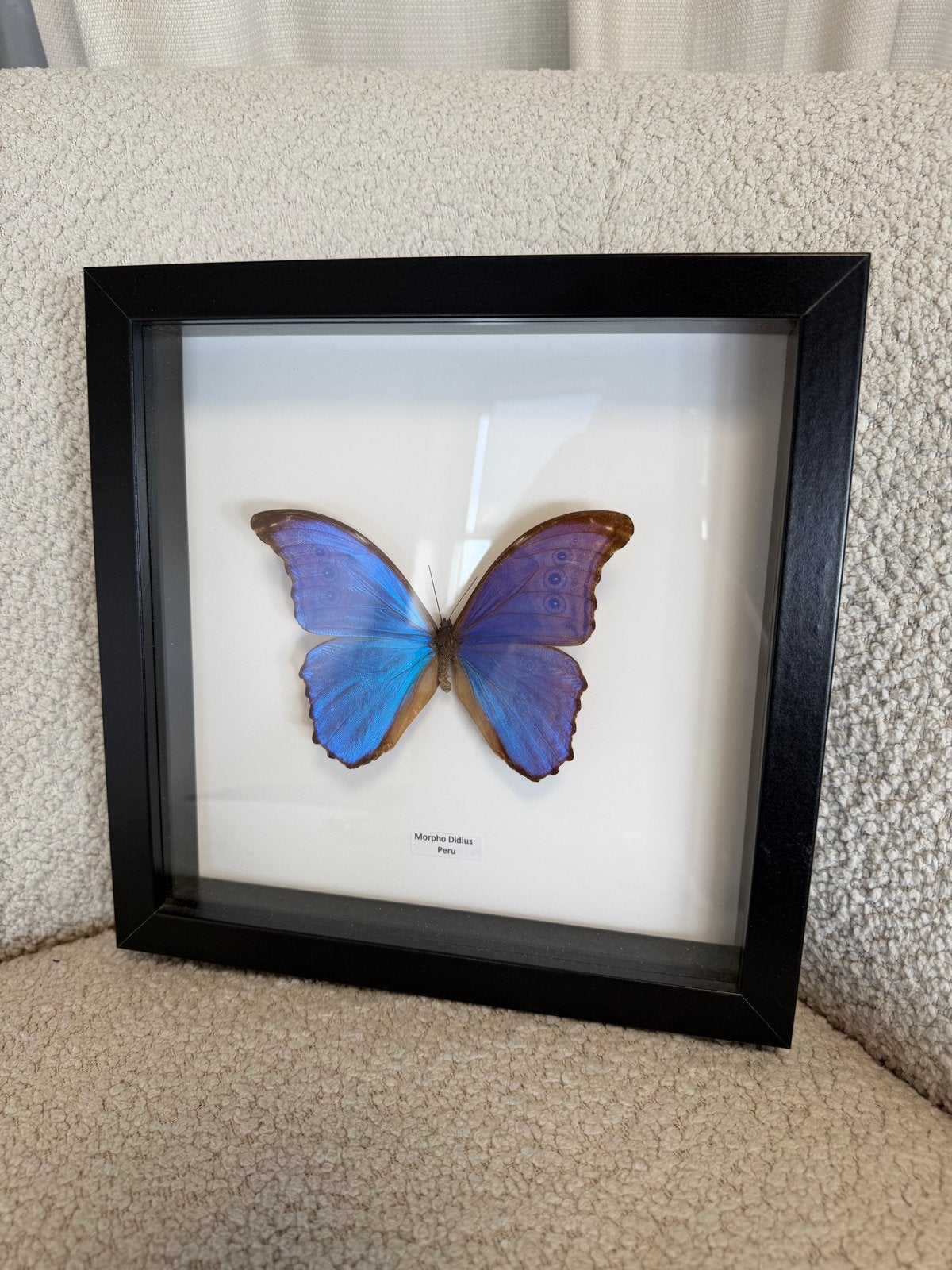 Ingelijste Morpho Didius vlinder uit Peru (25x25 cm), Ophalen, Zo goed als nieuw, Insect, Overige typen