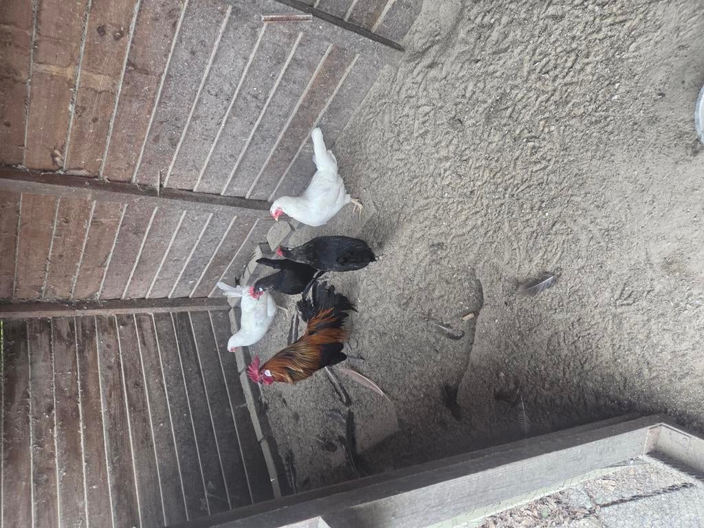 Te koop kippen, Meerdere dieren
