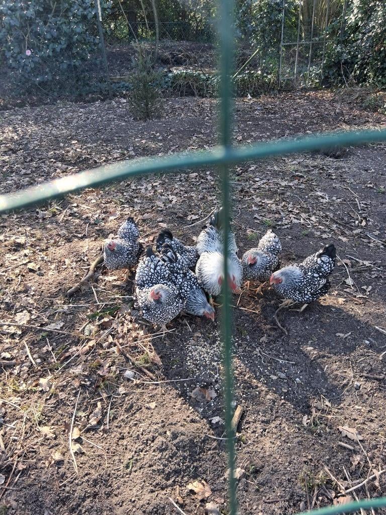 Wyandotte kriel hennen zilverzwartgezoomd, Dieren en Toebehoren, Vrouwelijk, Kip
