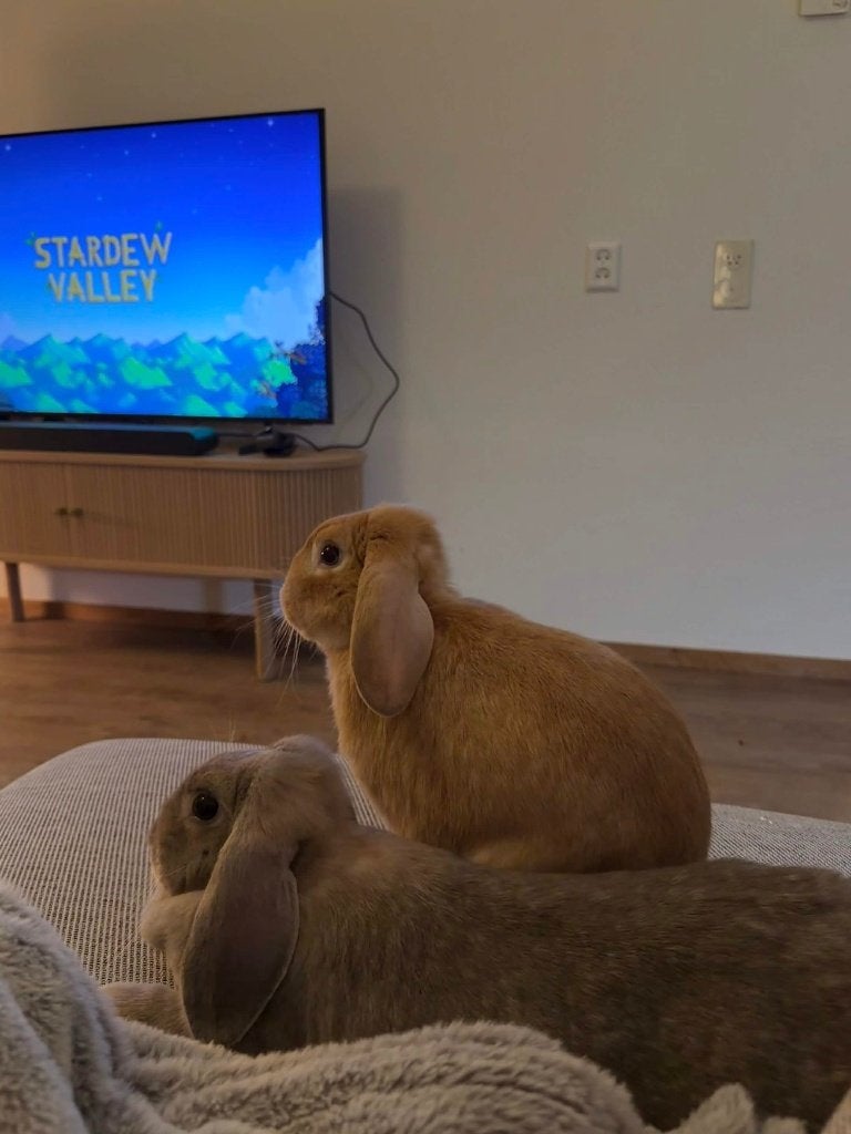 Dutch Mini-lops - Brother and Sister - 10 months old, Meerdere dieren, Middelgroot, 0 tot 2 jaar