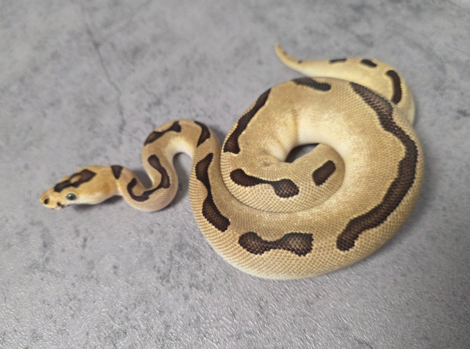 ♀️️Batman Enchi Blade Ball Python photo 3