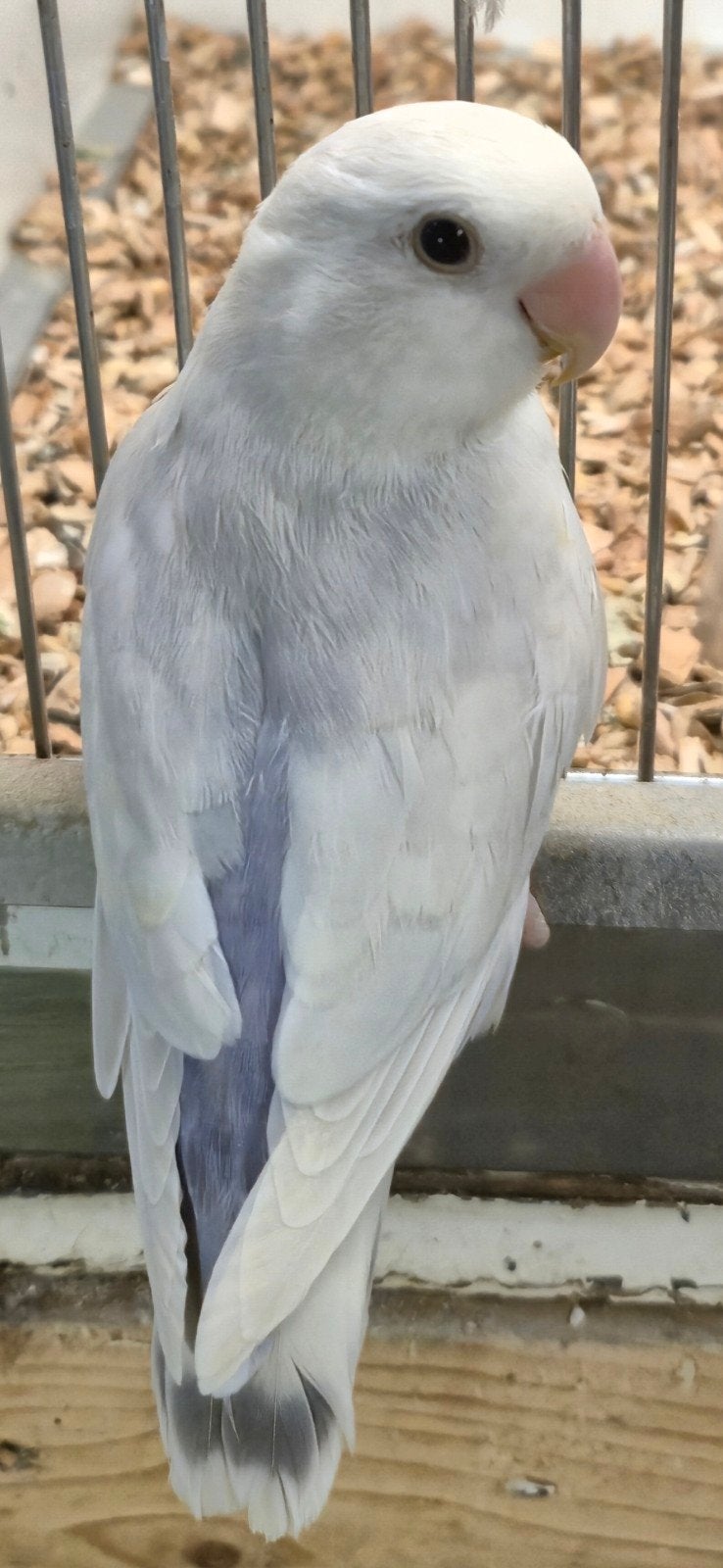 Mooie roseicollies, Mannelijk, Dwergpapegaai of Agapornis, Geringd