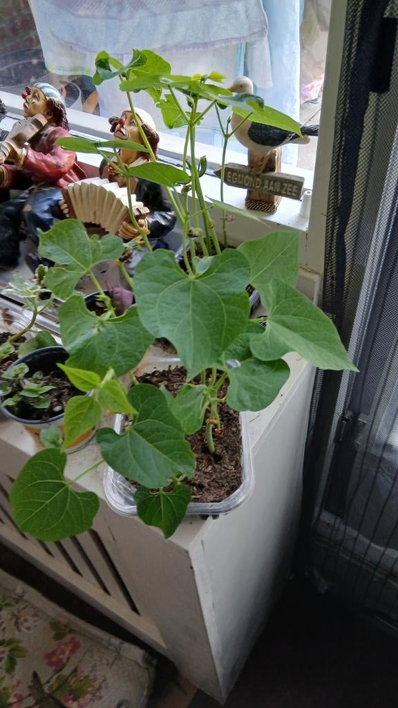 Sperziebonen planten - Vers uit eigen tuin!, Ophalen, Volle zon, Groenteplanten, Eenjarig