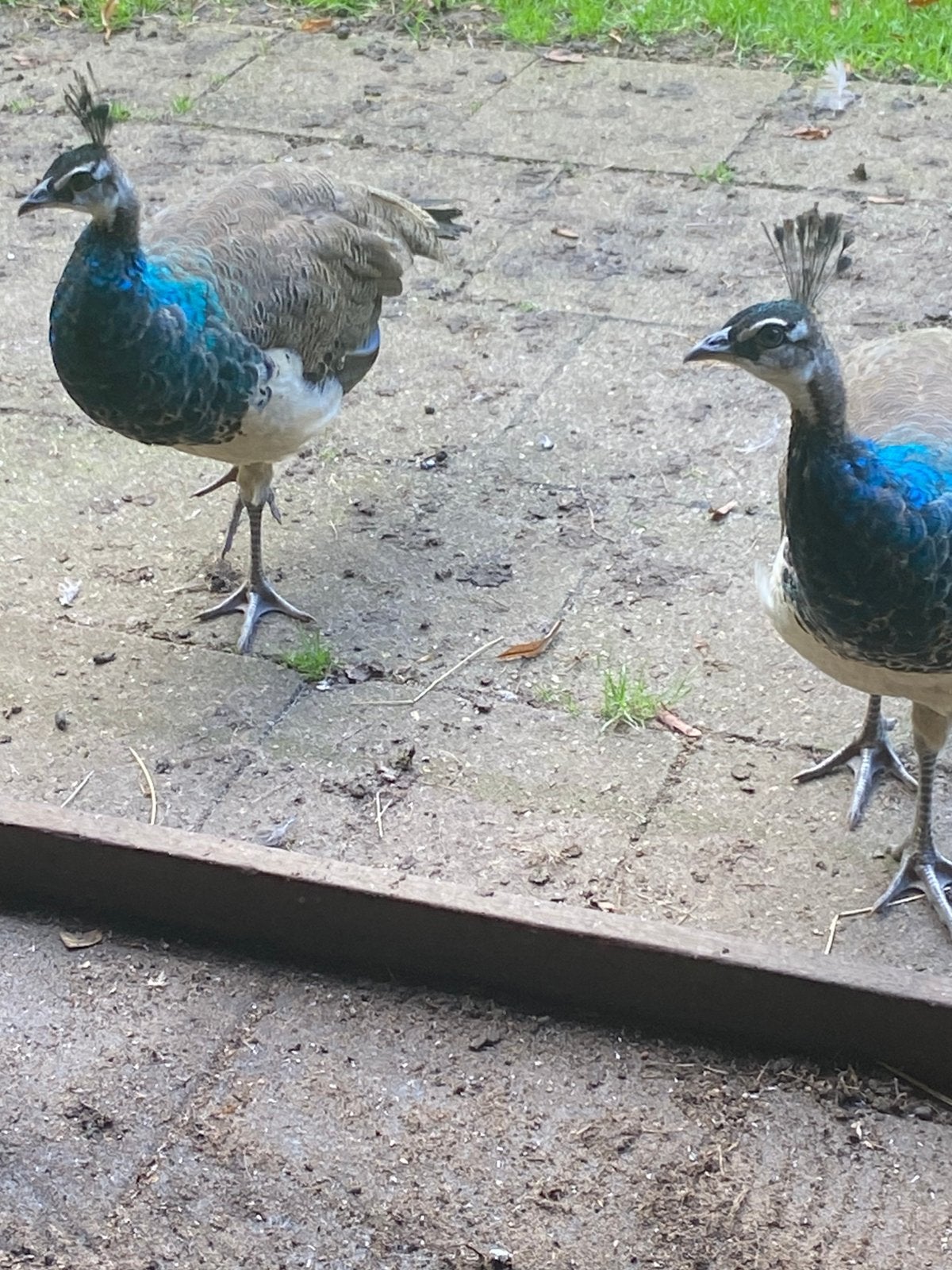 Jonge pauwen hanen, Dieren en Toebehoren, Mannelijk, Overige soorten