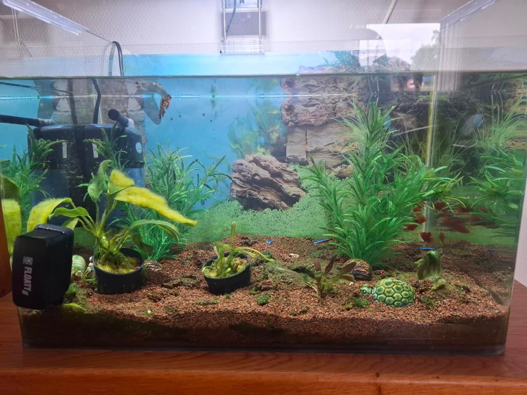 Aquarium inclusief vissen en toebehoren, Dieren en Toebehoren, Vissen | Aquaria en Toebehoren, Ophalen, Inclusief toebehoren, Zo goed als nieuw