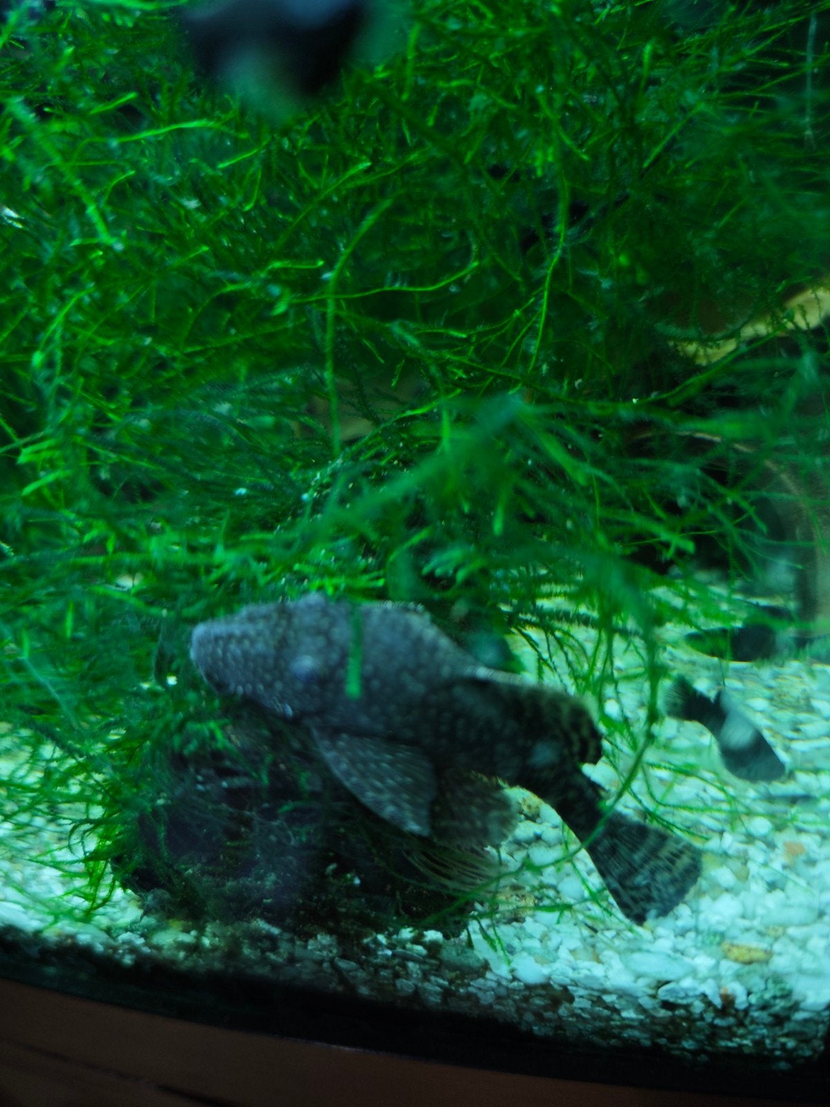 Ancistrus, Dieren en Toebehoren