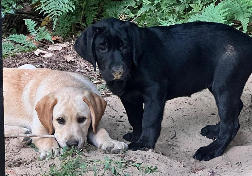 Fantastische Labrador pups: therapie en assistentiehonden, Parvo, 8 tot 15 weken, Labrador retriever, Meerdere