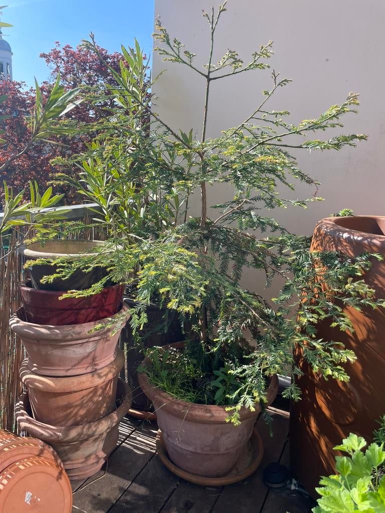Sequoia - mammoetboom met mooie pot, Tuin en Terras, Planten | Bomen, Ophalen, Bloeit niet, Volle zon, Overige soorten