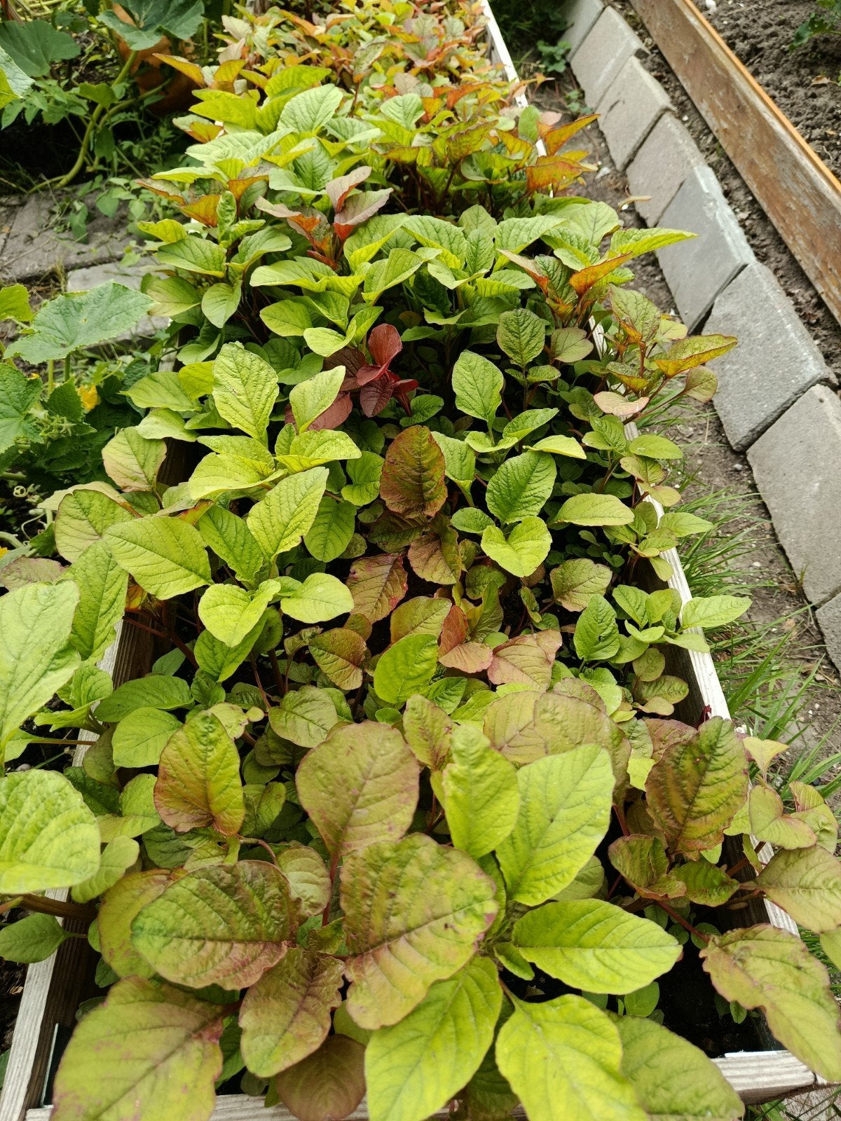 Suriname Groenten/ Bangladeshi groenten/, Tuin en Terras, Planten | Struiken en Hagen, Ophalen of Verzenden, Overige soorten, Minder dan 100 cm