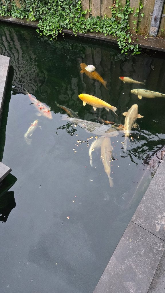 Koi vijver met alle toebehoren, Ophalen, Gebruikt