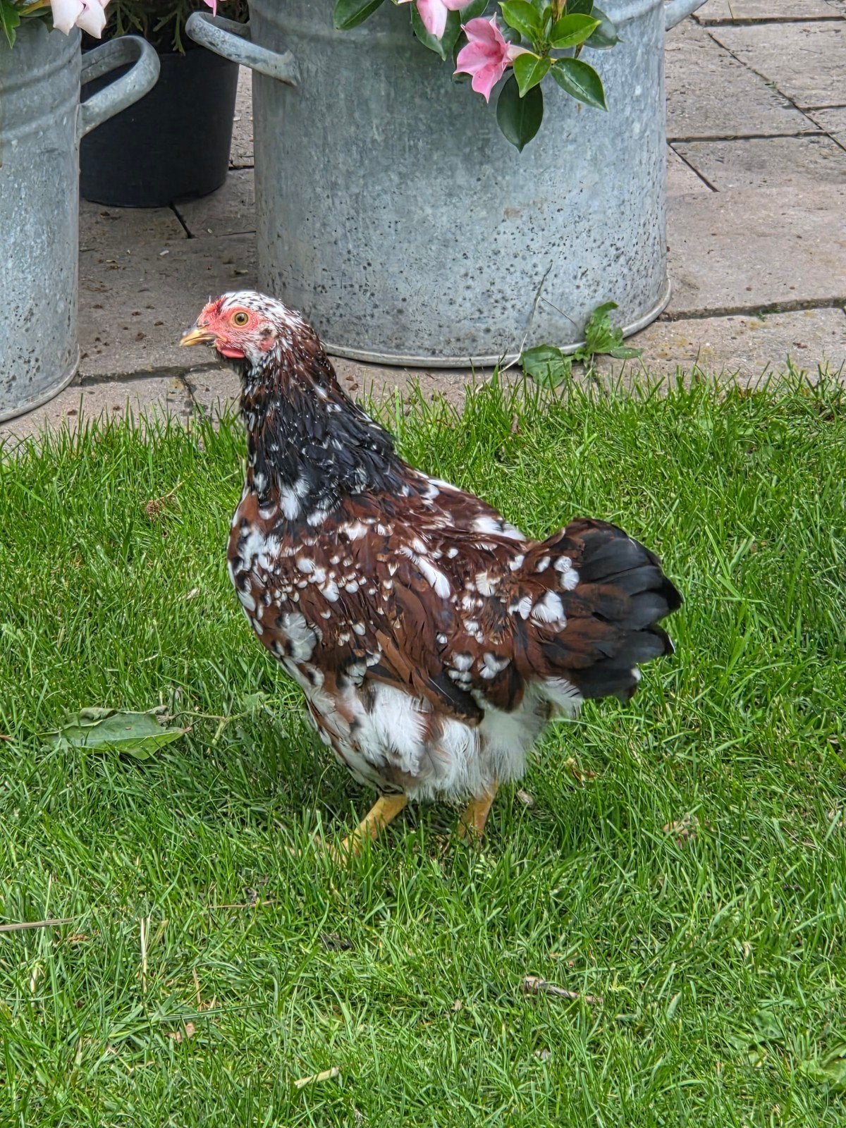 Wyandotte krielhaan handtam, Dieren en Toebehoren, Pluimvee, Mannelijk, Kip