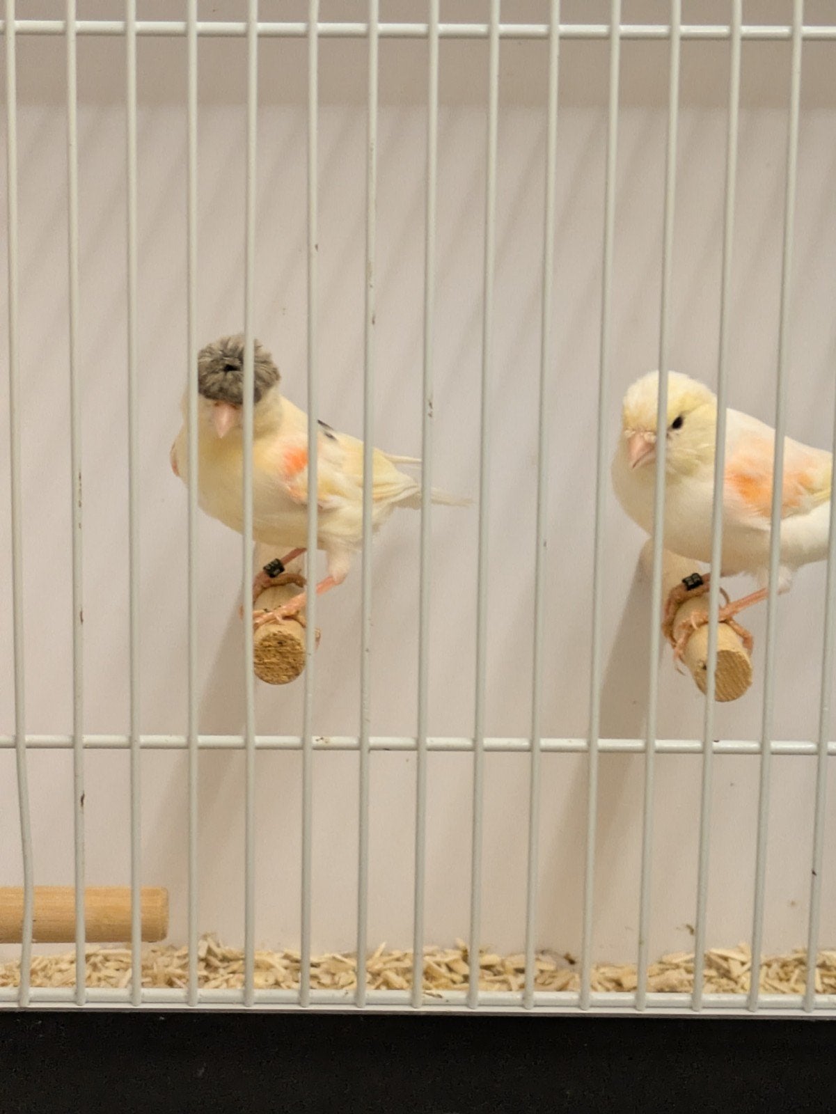 koppel Harlekijn kanaries, Dieren en Toebehoren