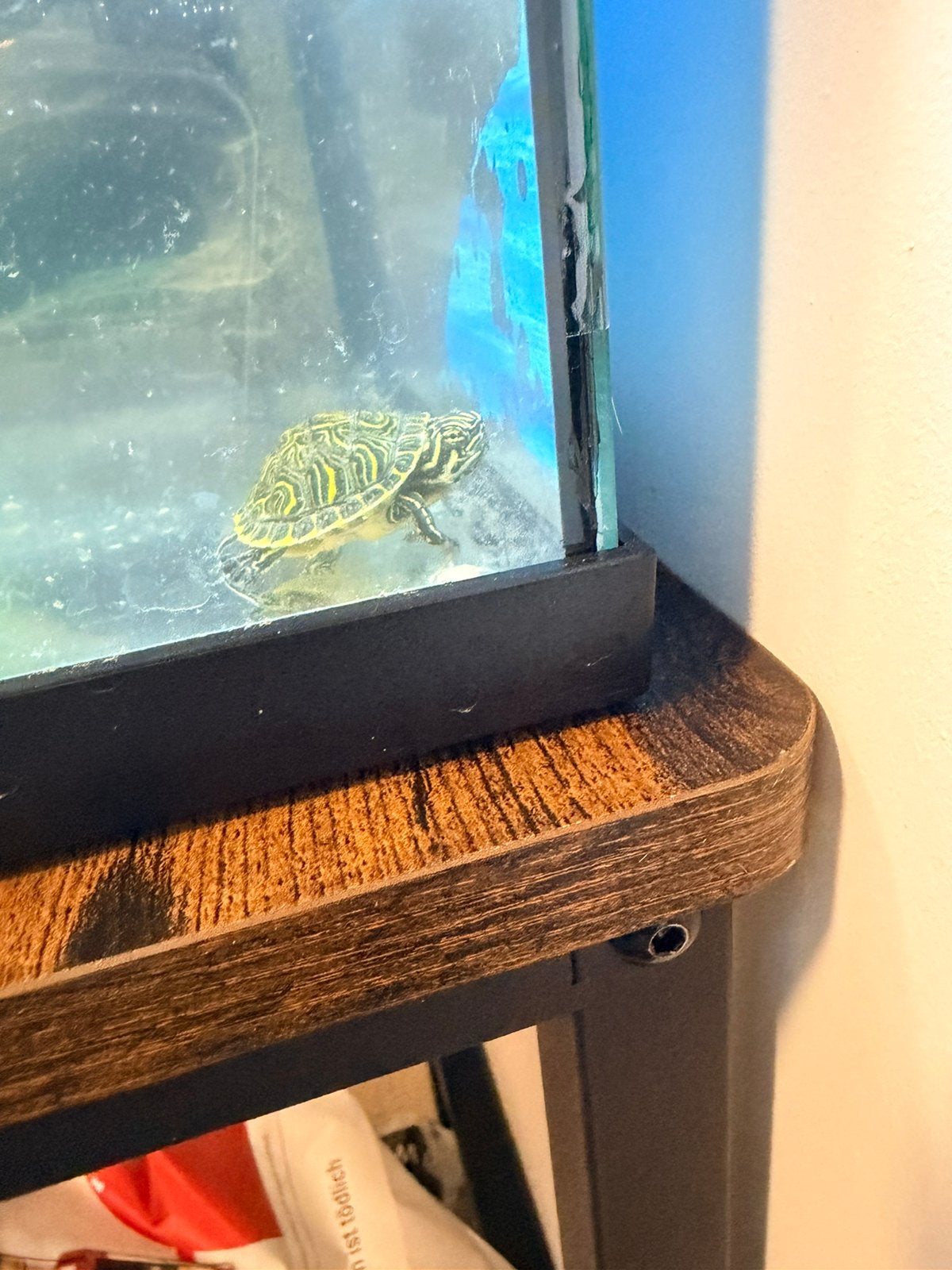 Waterschildpad ongeveer een half jaar oud, Ophalen, Zo goed als nieuw