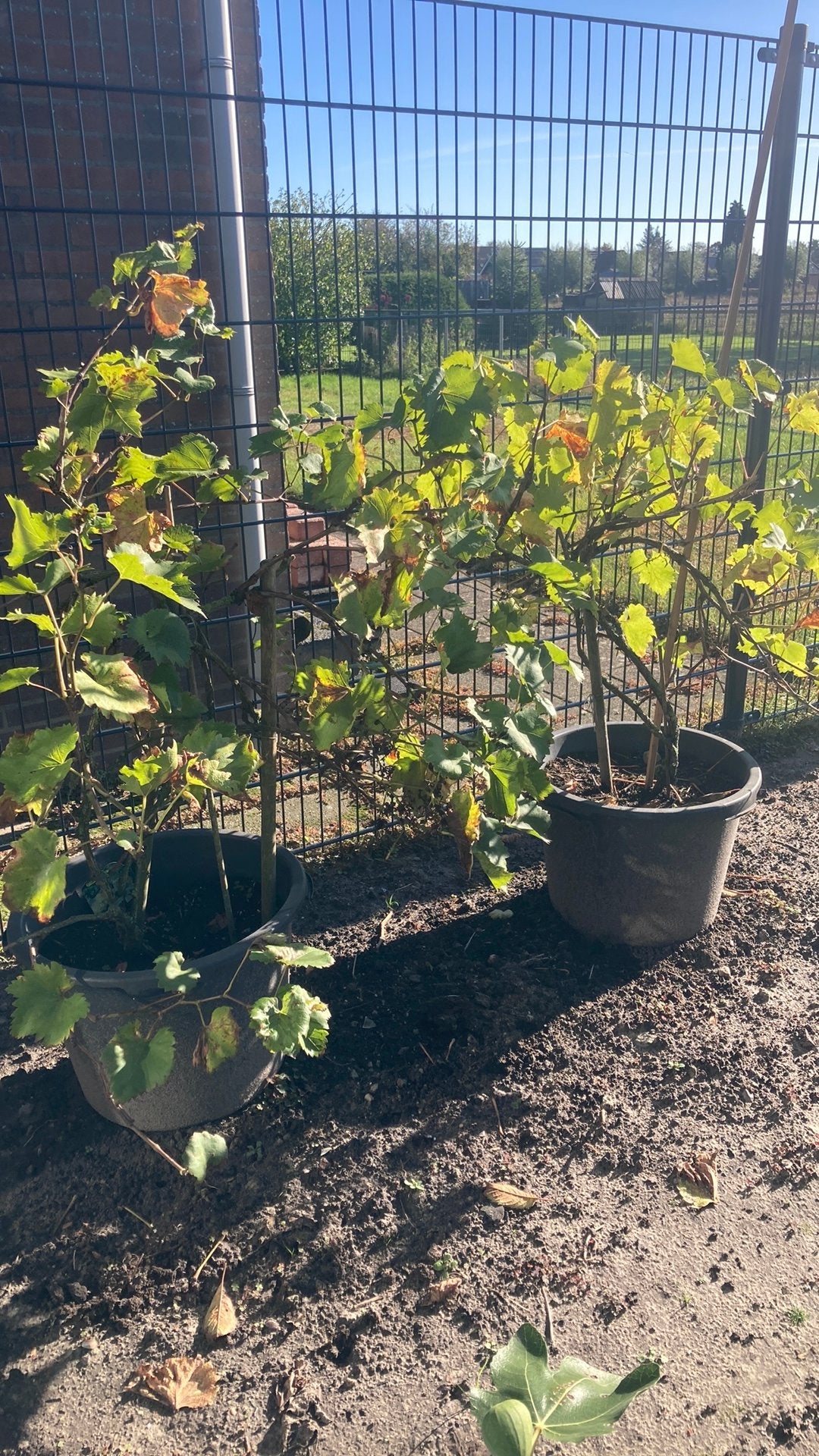 2 driivenplanten klimop, Tuin en Terras, Ophalen, Minder dan 100 cm, Lente, Overige soorten