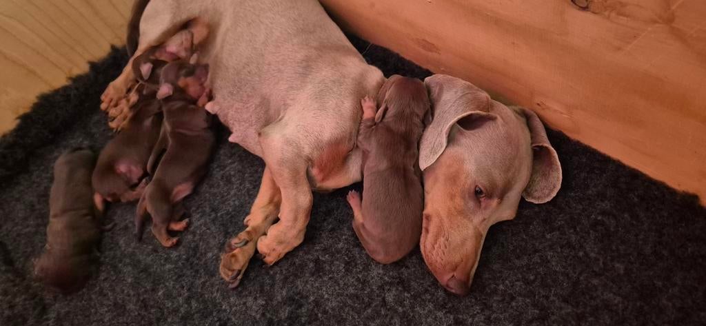Choco tan dwergteckel pups, Dieren en Toebehoren, Honden | Teckels en Dashonden, 8 tot 15 weken, Korthaar, Dwerg, Meerdere
