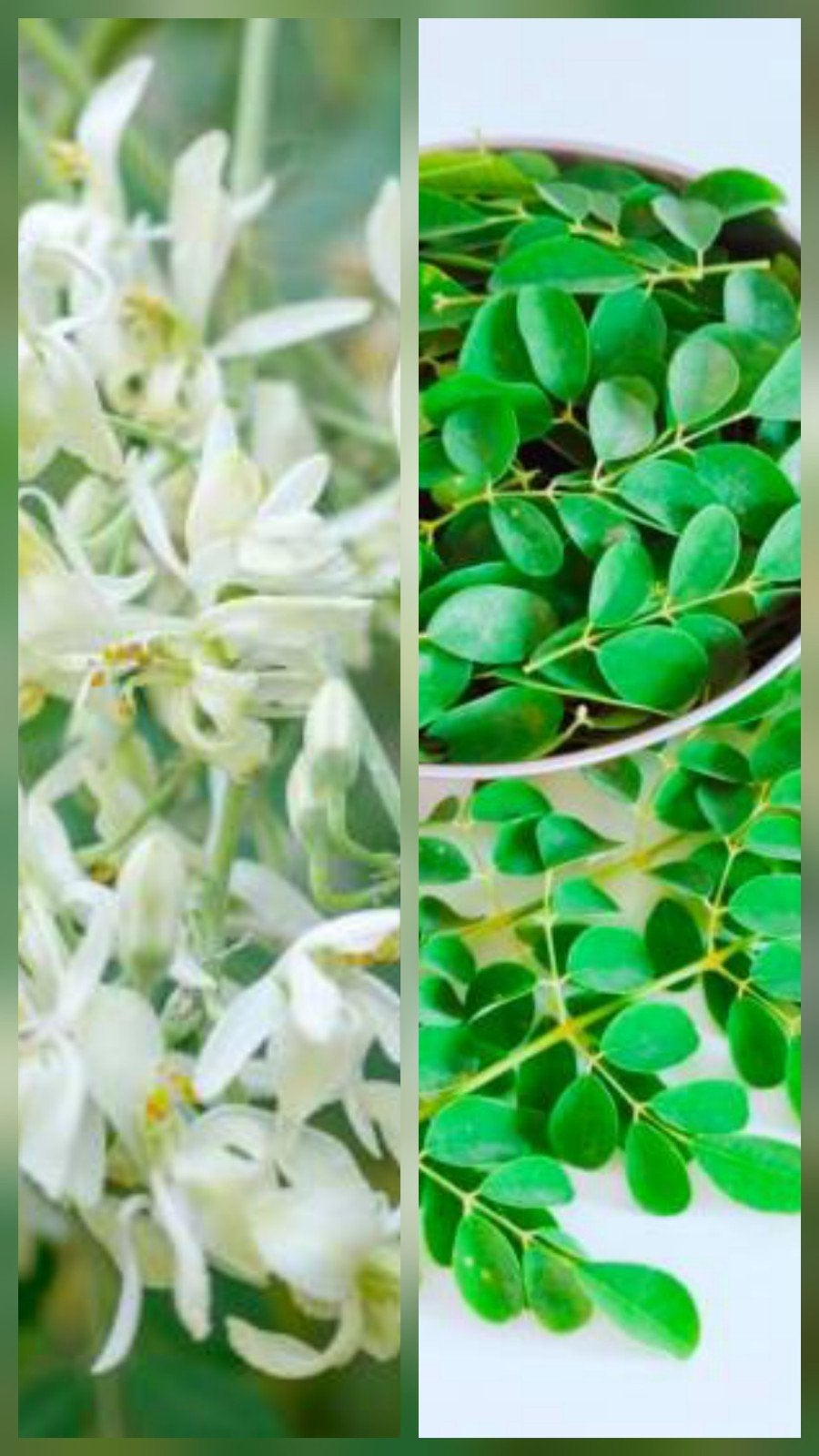 Moringa Oleifera bio zaailingen Superfood Bonsai, Ophalen, Overige soorten, Volle zon