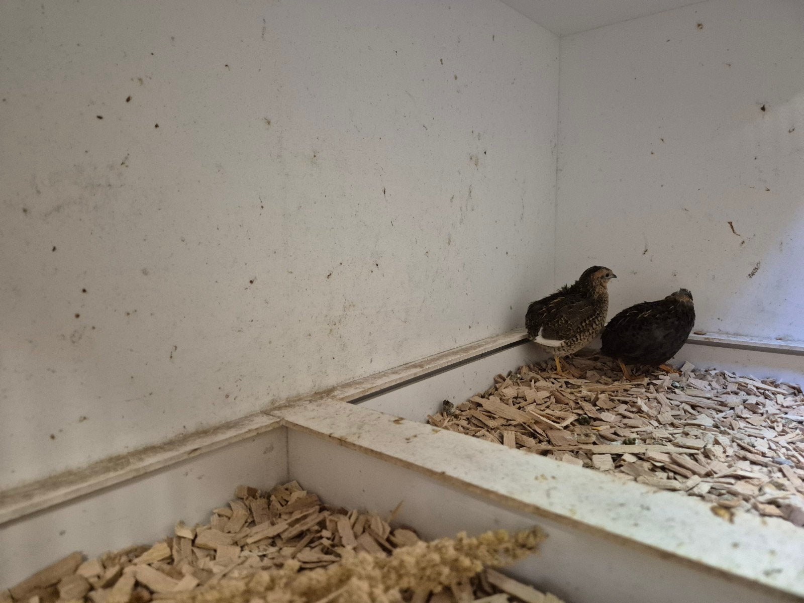 Koppel Chinese Dwergkwartels wildkleur, Dieren en Toebehoren, Meerdere dieren