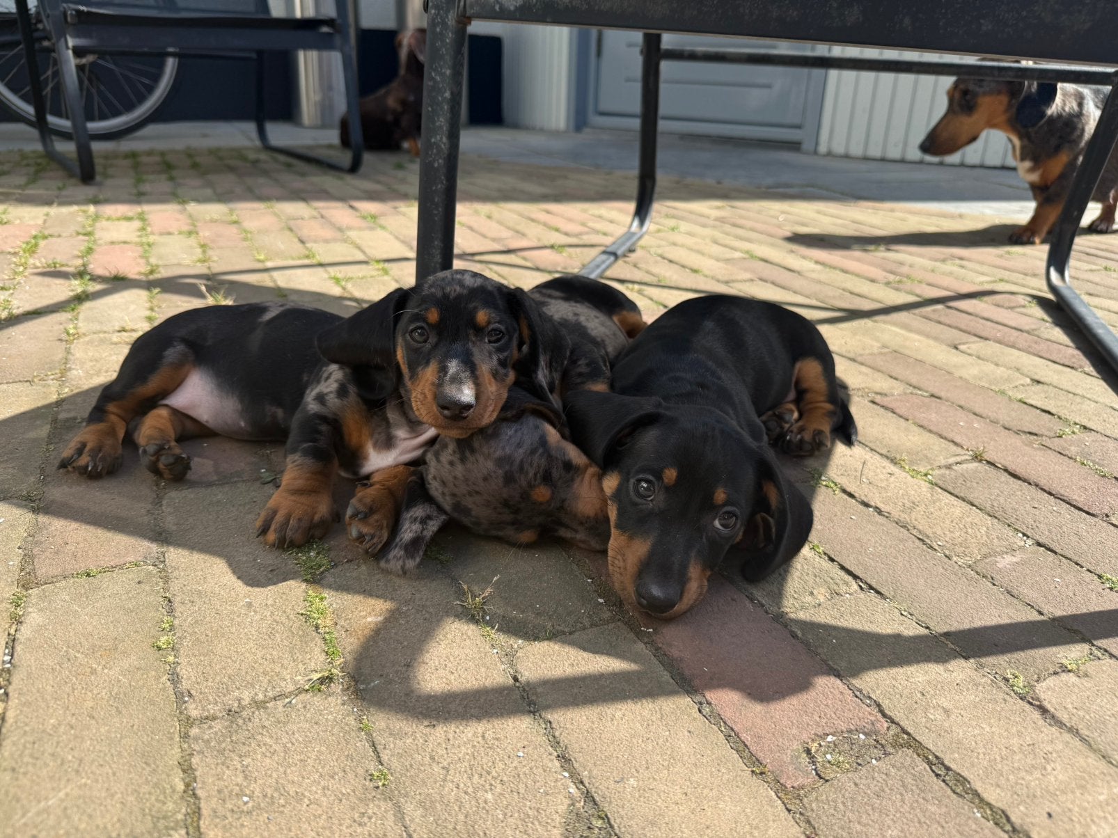 LIEVE TECKEL PUPS MOGEN HET NEST VERLATEN, Dieren en Toebehoren, Standaard, 8 tot 15 weken, Korthaar, Meerdere