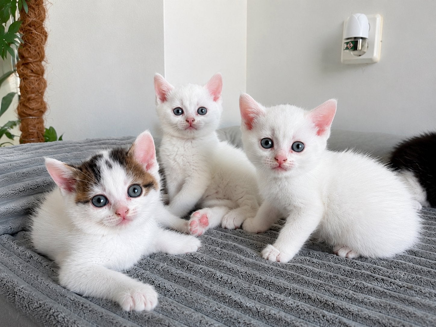 Brits / Britse korthaar kittens, Kater, Kortharig, 0 tot 2 jaar