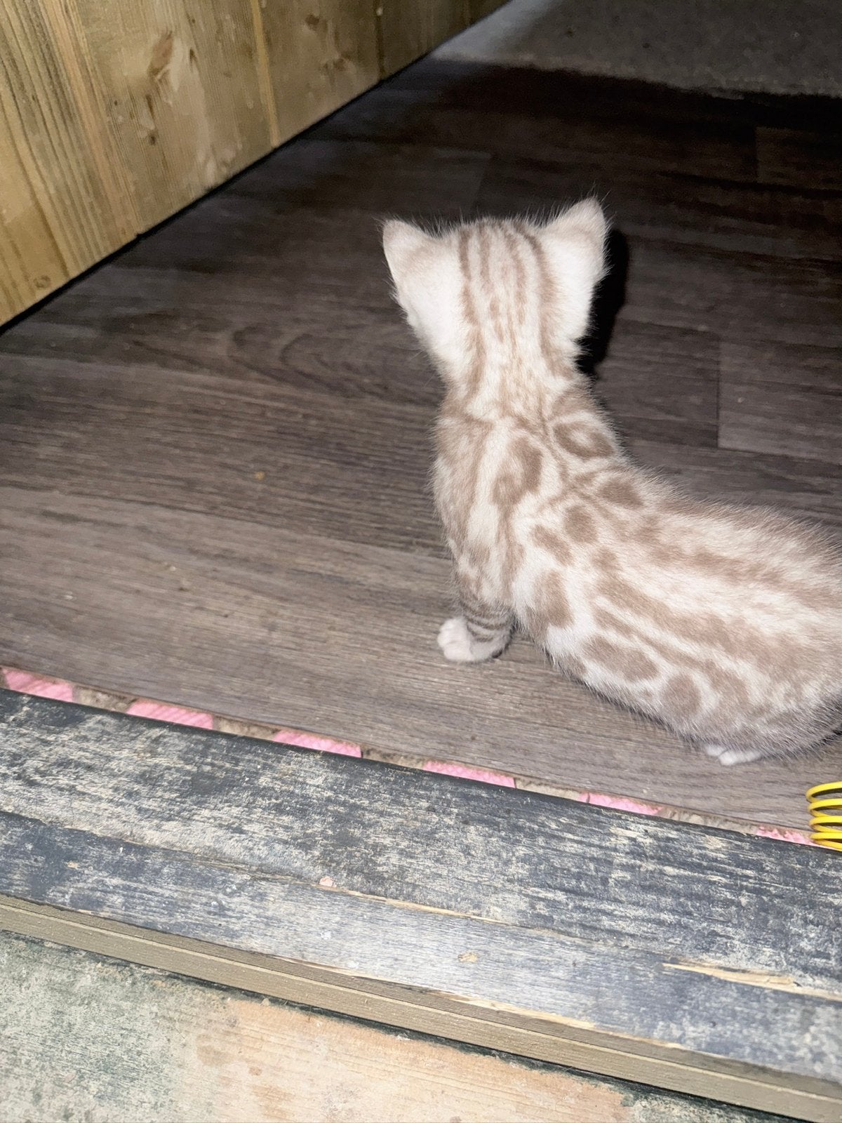 Bengaal- Snow Mink- Stamboom, Kater, Gechipt