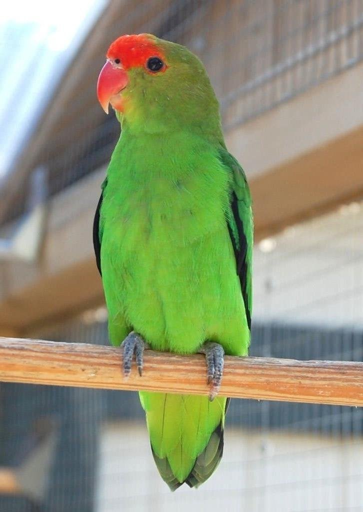 AGAPORNIS TARANTA, Dieren en Toebehoren, Meerdere dieren, Dwergpapegaai of Agapornis, Geringd