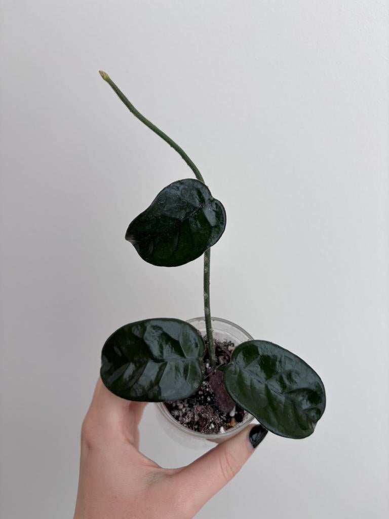 Hoya Villosa [S], Ophalen of Verzenden, Halfschaduw, Minder dan 100 cm