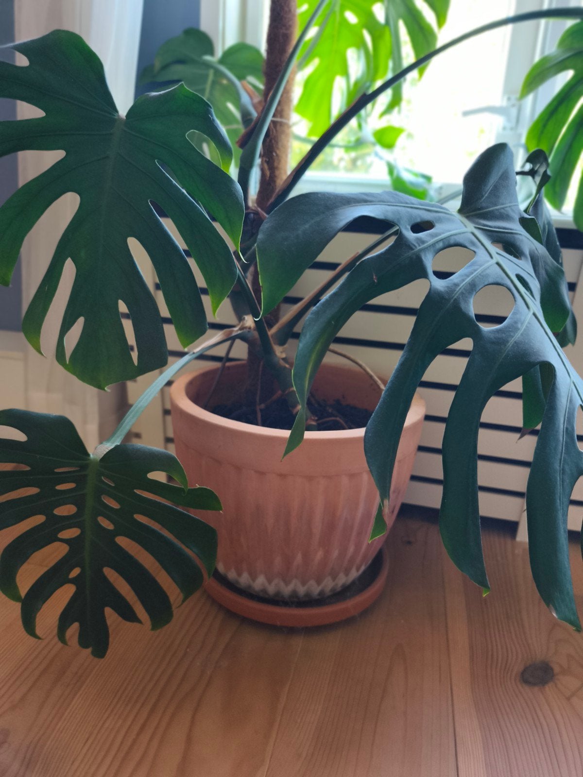Grote Monstera Deliciosa Kamerplant, Ophalen, 100 tot 150 cm, Overige soorten, Halfschaduw