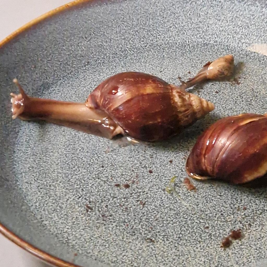 3 Achatina Fulica, Afrikaanse Reuzenslak, Januari, Meerdere dieren