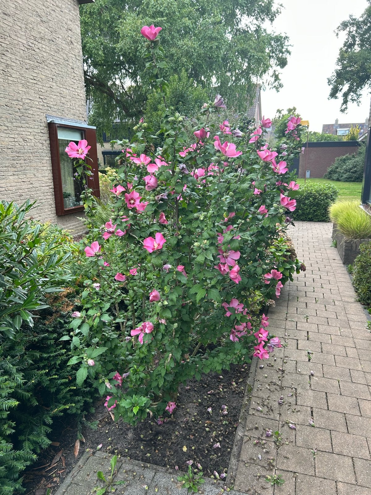 Altheastruik (Hibiscus Syriacus) met prachtige roze bloemen, Tuin en Terras, Ophalen, Overige soorten, Struik, 100 tot 250 cm