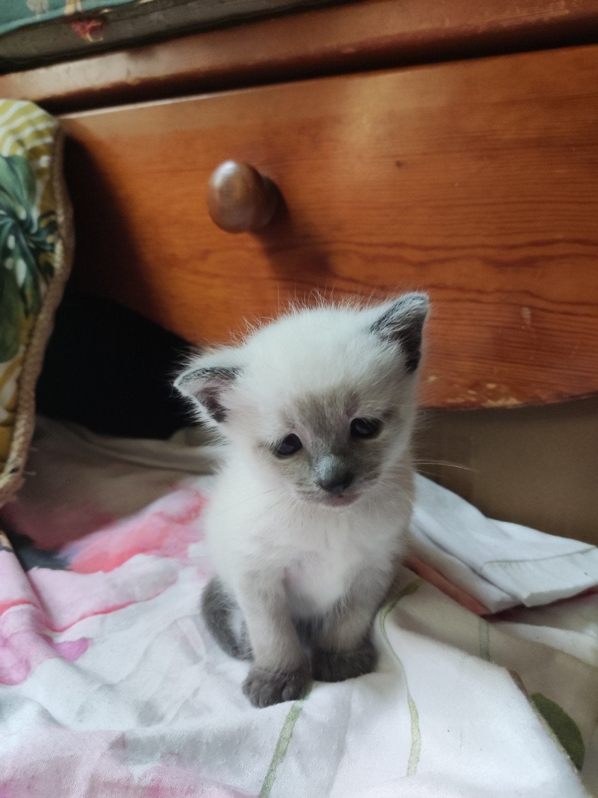 Siamees Ragdoll Kitten kater te koop, Kater