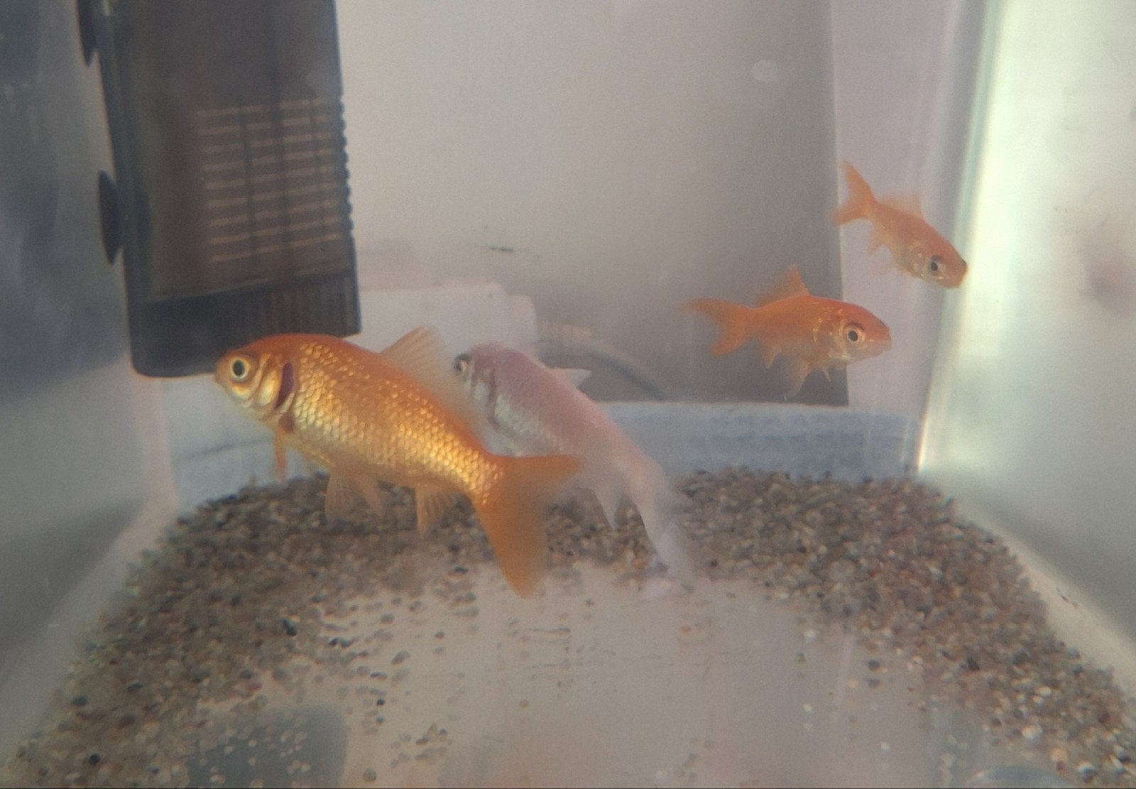 4 mooie gezonde goudvissen, Goudvis(sen)