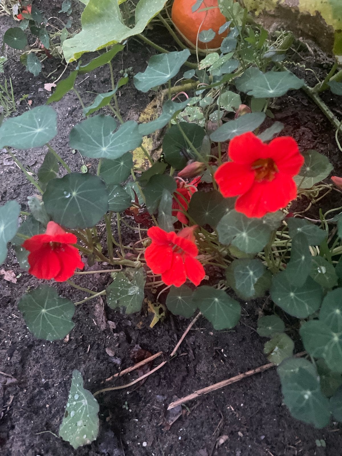 Levendige Oost-Indische kers planten, Overige soorten, Volle zon, Eenjarig, Ophalen of Verzenden