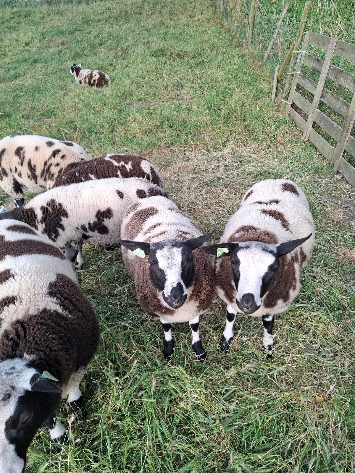 Bonte dekrammen, Dieren en Toebehoren, Schapen, Geiten en Varkens, Mannelijk, Schaap