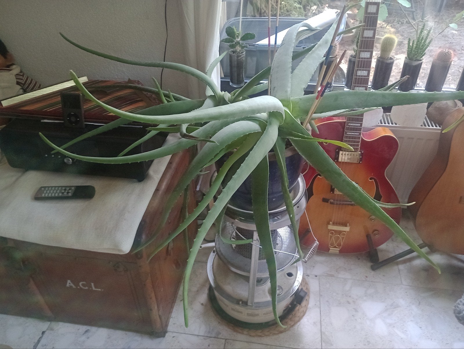 Grote Aloë Vera plant - 100x100x70cm, Huis en Inrichting, Kamerplanten, Ophalen, Vetplant, Halfschaduw, In pot