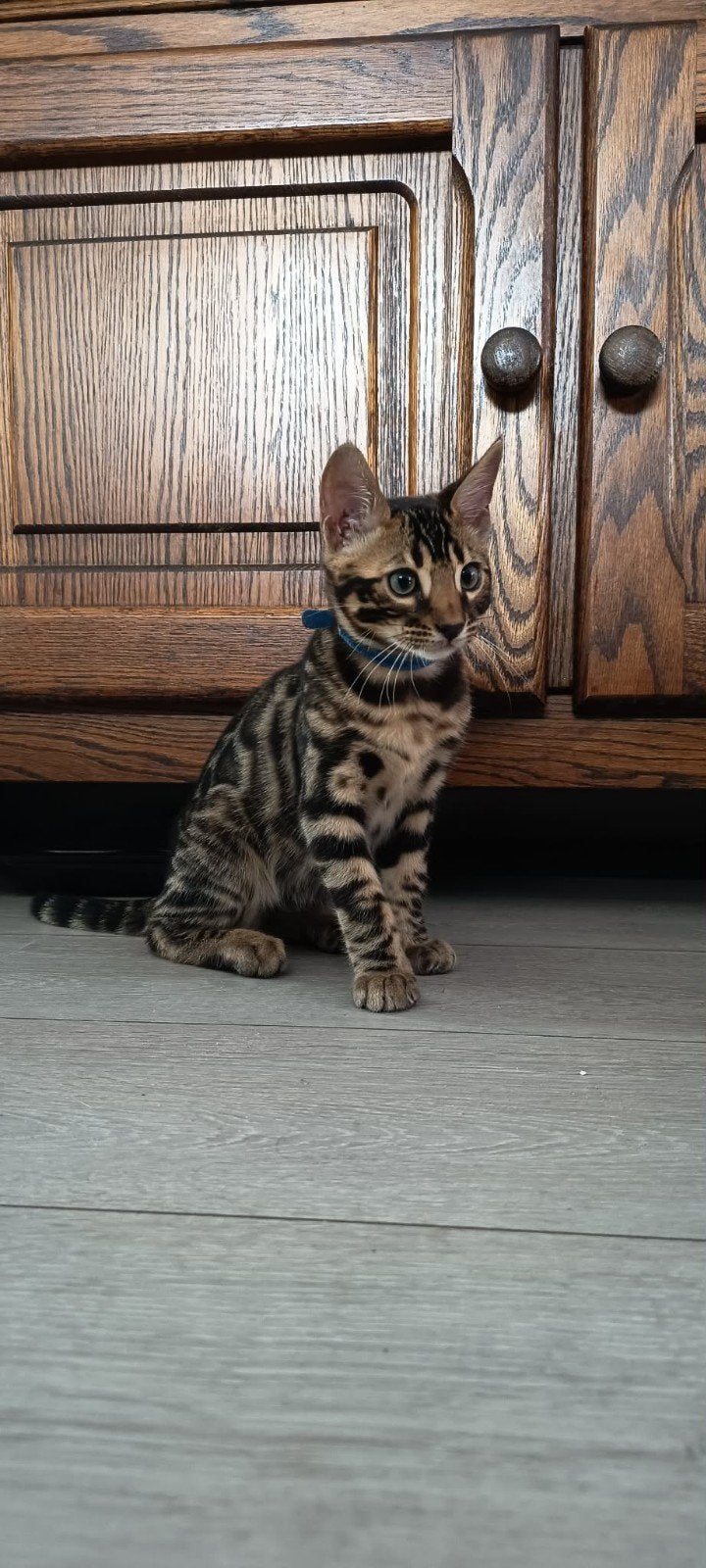 Bengaals ras ,kleur Brown (Black) spotted, Dieren en Toebehoren