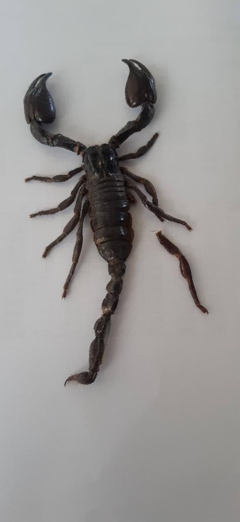 Taxidermie schorpioen, Ophalen of Verzenden, Gebruikt, Overige soorten, Opgezet dier