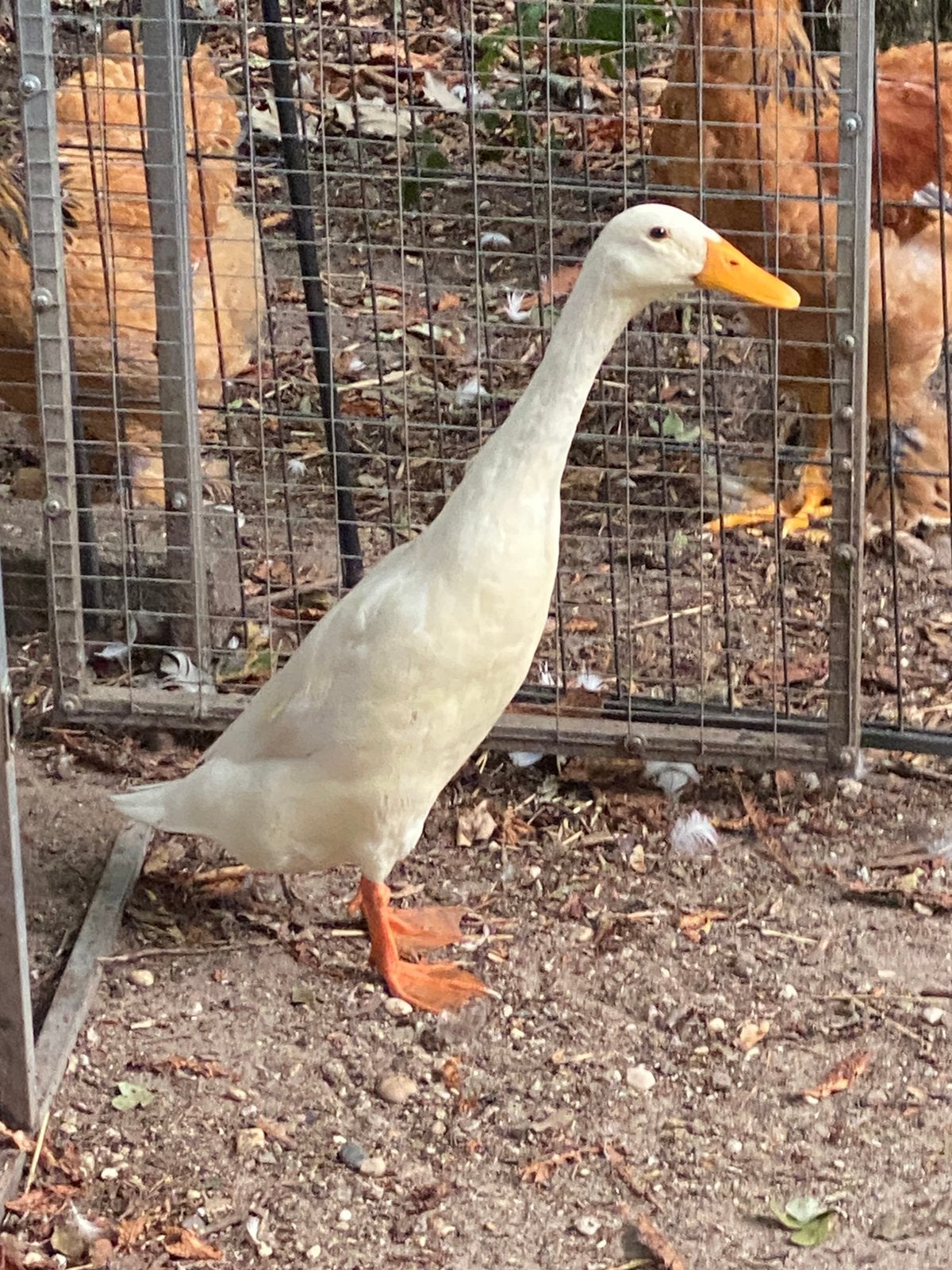 3 Loopeenden te koop, Dieren en Toebehoren, Pluimvee, Mannelijk, Eend