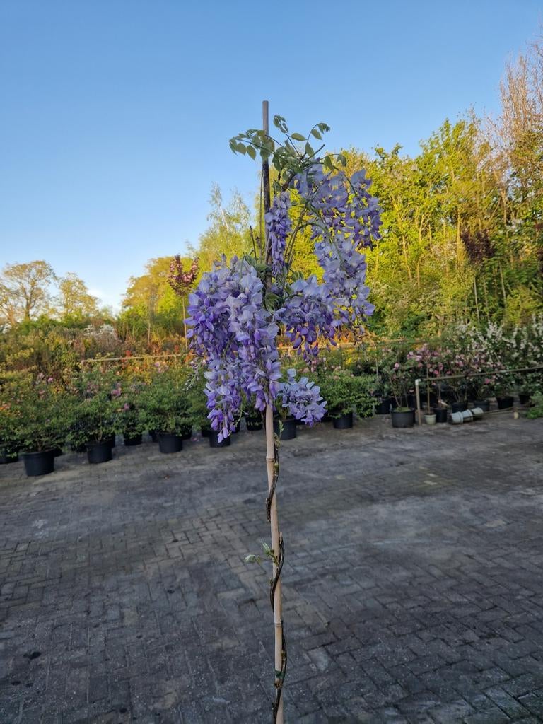 Wisteria Klimplanten - Diverse Soorten Blauwe Regen, Tuin en Terras, Planten | Tuinplanten, Ophalen, Volle zon, Vaste plant, Klimplanten