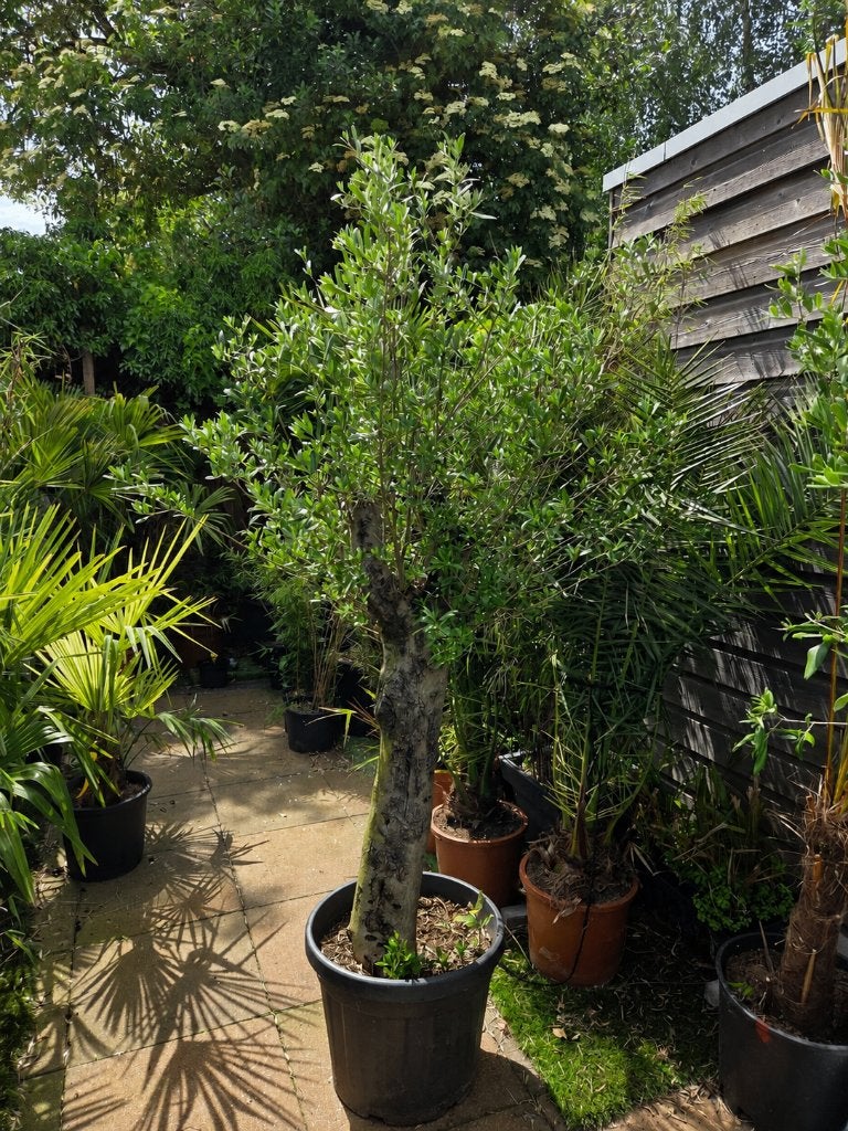 olijfboom olea europea met korting, Tuin en Terras, Planten | Bomen, Ophalen of Verzenden, 100 tot 250 cm, Olijfboom, Zomer
