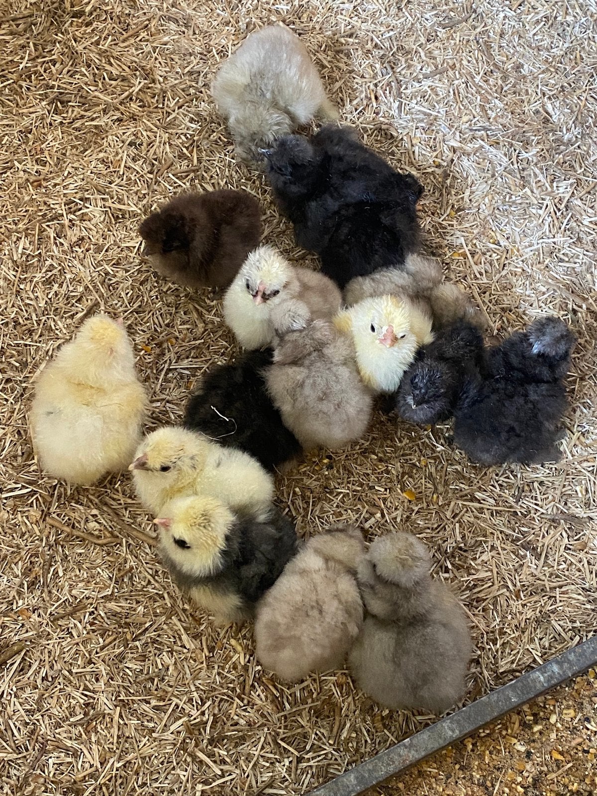 Kuikentjes USA Zijdehoen, Dieren en Toebehoren, Geslacht onbekend, Kip