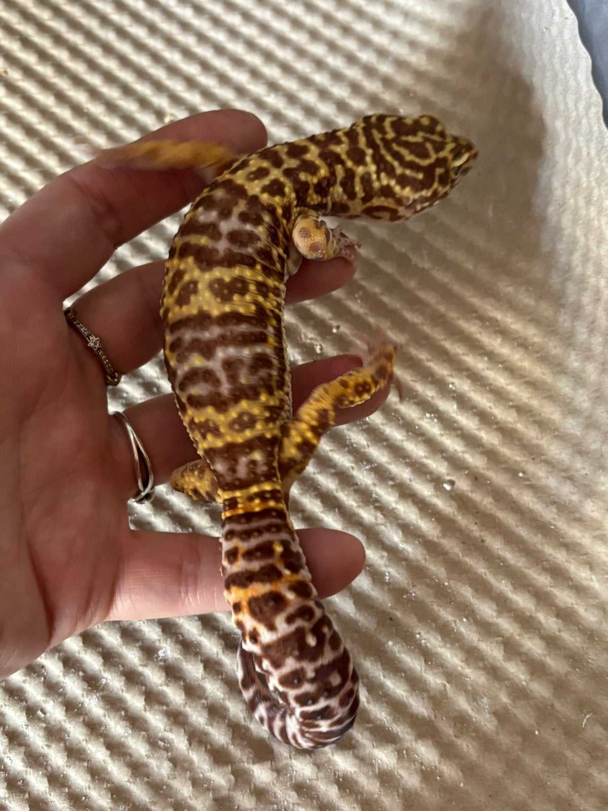 Luipaardgekko Leopard Gecko photo 2