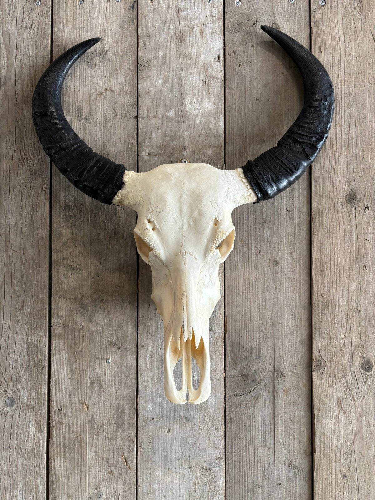 Stoere waterbuffelschedel, Ophalen of Verzenden, Nieuw, Overige soorten, Schedel