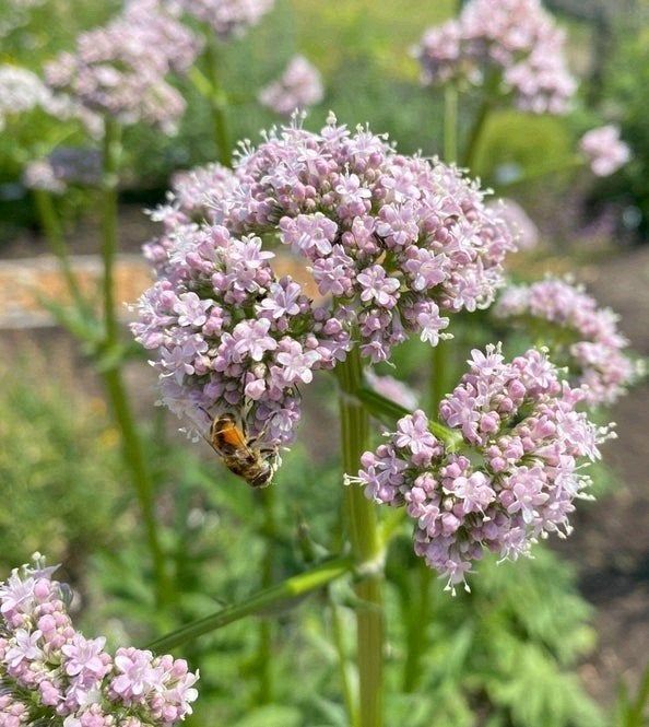 Echte valeriaan  - Valeriana officinalis te koop, Ophalen, Vaste plant, Overige soorten, Volle zon