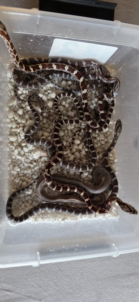 Prachtige Baby Rattenslangen (Met Bloodred-genetica) Rat Snake - unknown for sale from Alec van der Heijden