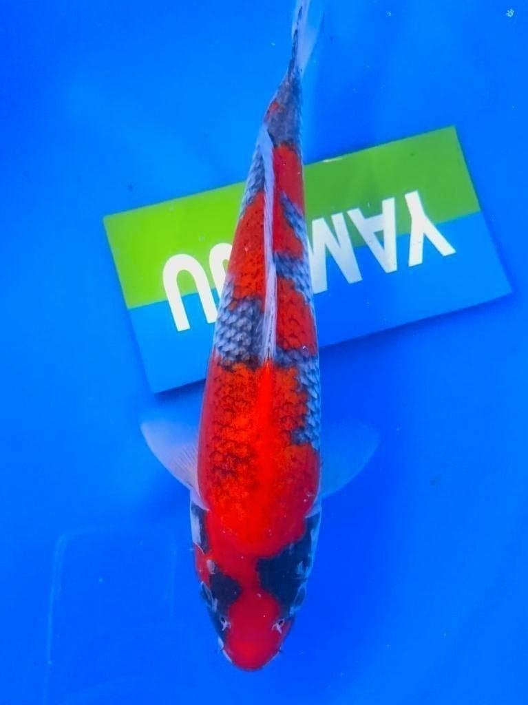 Hq Japankoi, Jumbo Nisai, enorme groeipotentie, Karper of Koi